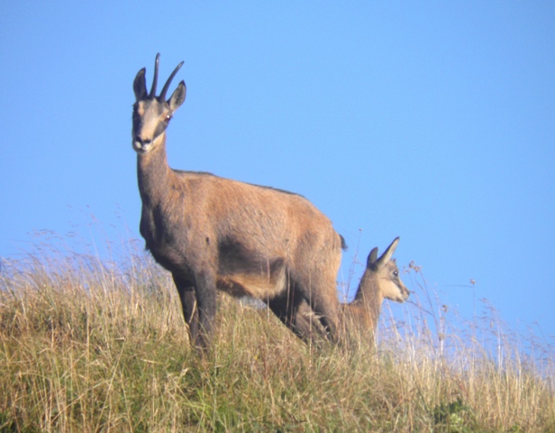 camoscio al monte generoso, svizzera